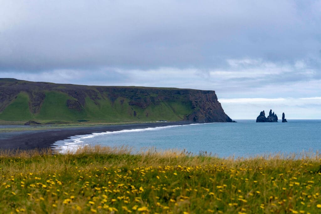 A green and black plateau looms over the ocean and a sprawling black sand beach with yellow flowers in the foreground