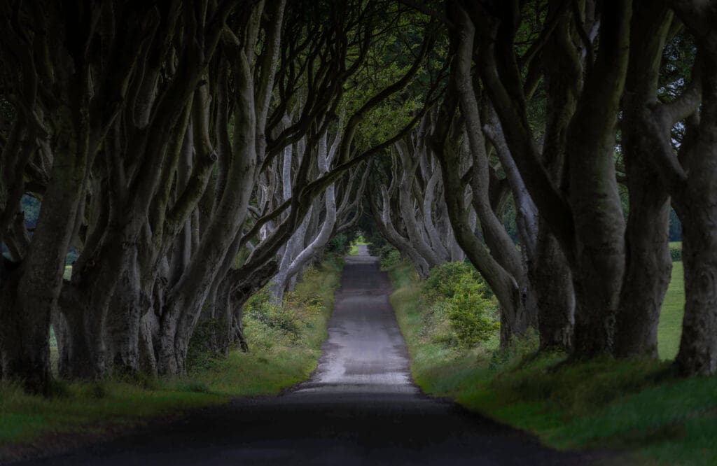 Hundreds of years old dark twisting trees of the Dark Hedges run overtop a road is one of the best places to visit in Northern Ireland.