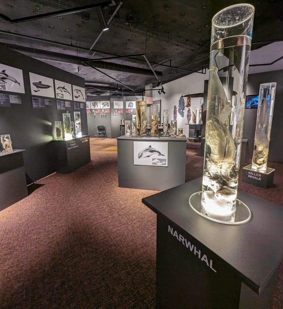 Large animal genitalia preserved in tubes inside the Icelandic Phallological Museum