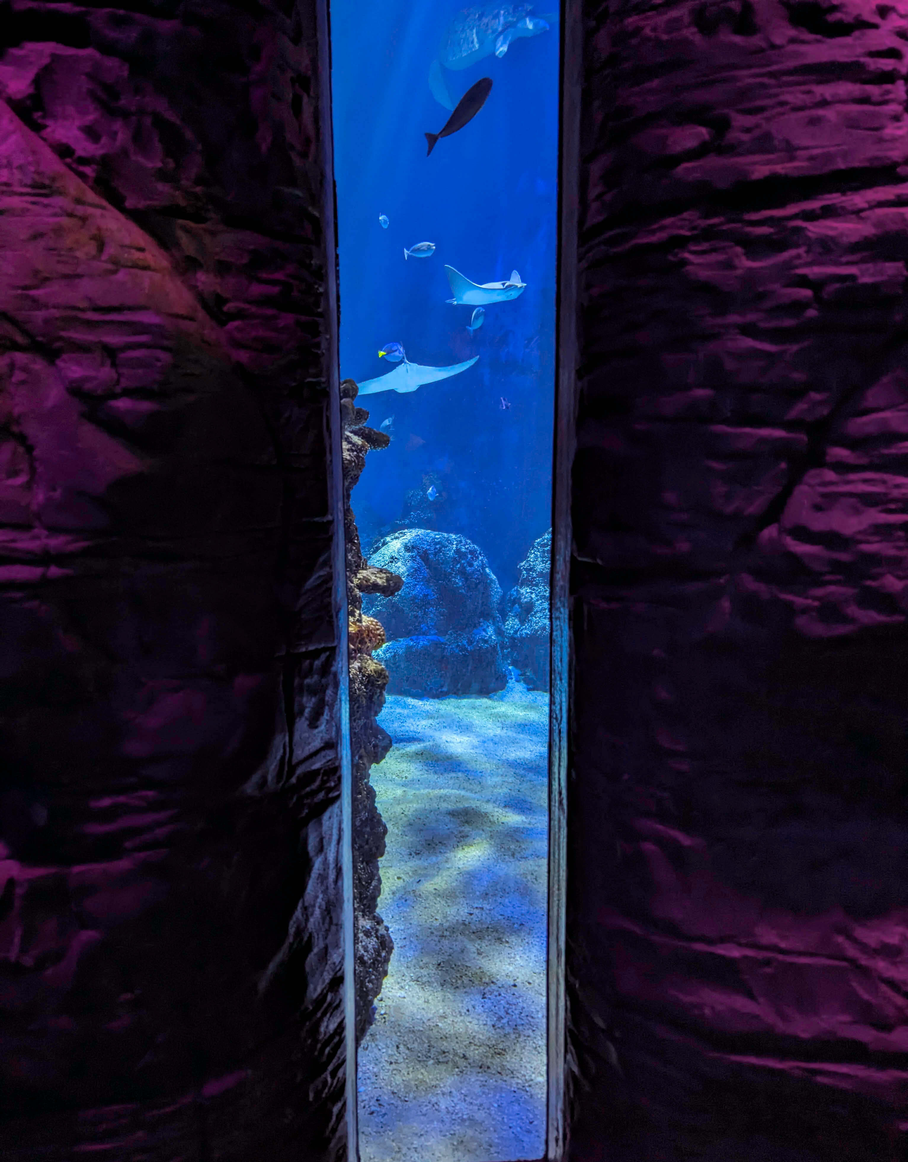 A window showing the inside of an enormous fish tank showing numerous stingrays, fish, and sea turtles at Sealife London