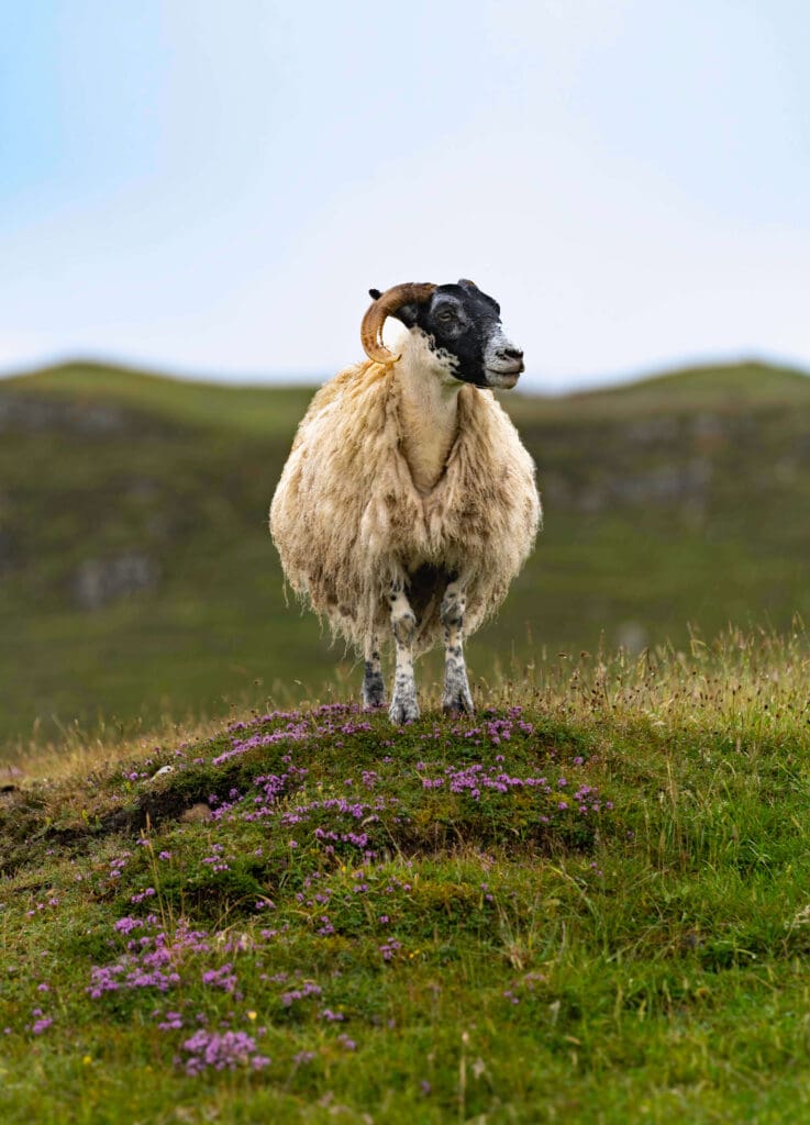 A lone sheep looks into the distance while standing atop a hill on Rathlin Island, one of the best things to do in Northern Ireland.