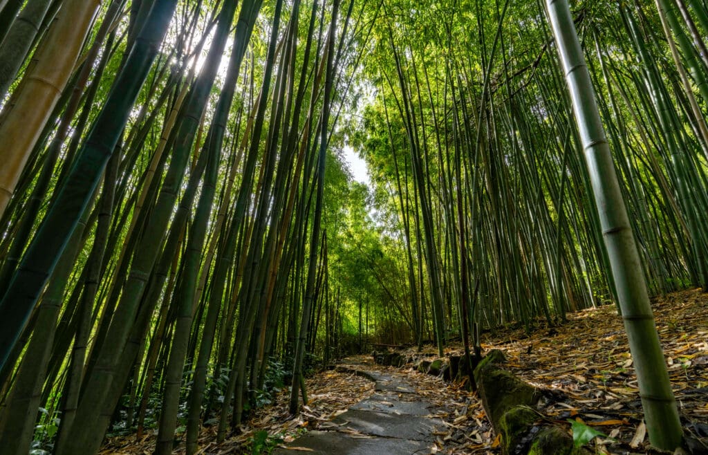 Hundreds of towering bamboo shoots create a forest with as a stone path runs through the Botanical Garden in Rome