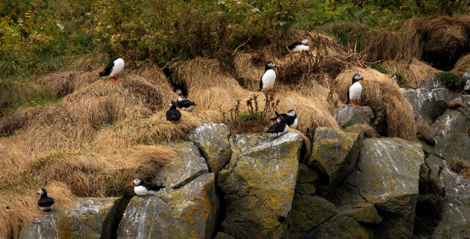 Many small black and white puffins living in grassy nests built into the rocky Icelandic cliffside