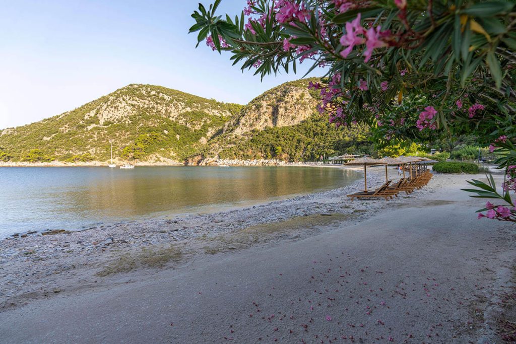 Pink flowers along the Limnonari beachfront in Skopelos makes for a beautiful Greek beach.