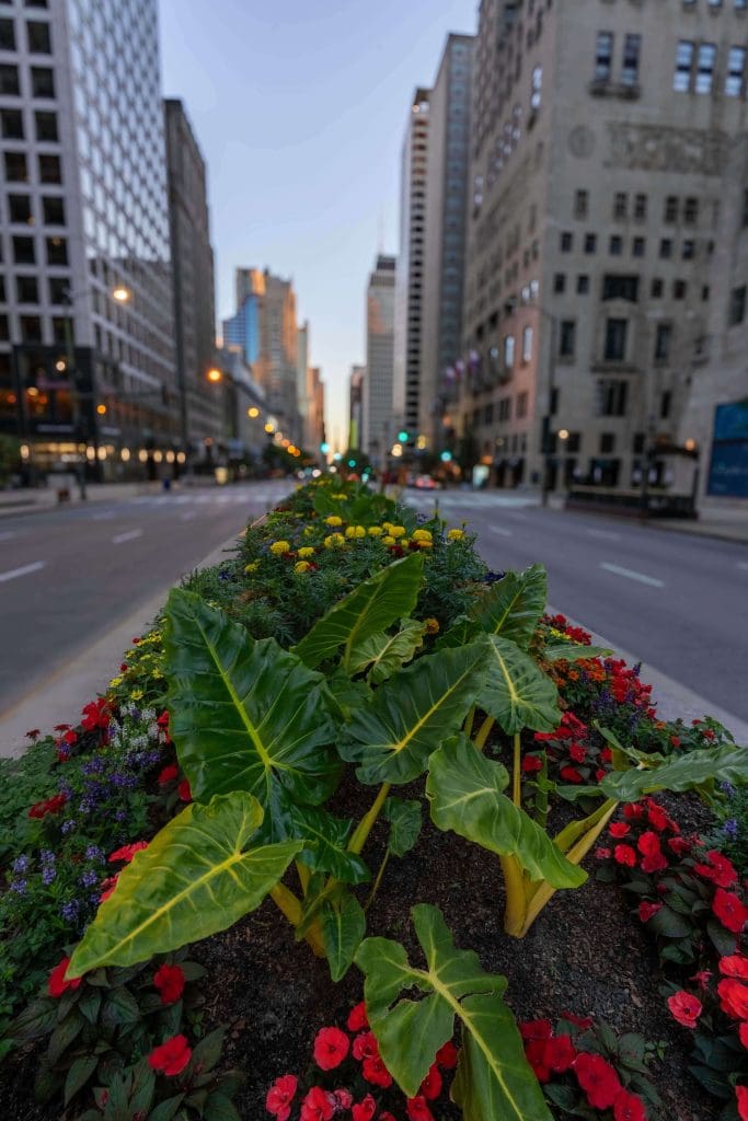 An assortment of vibrant flowers and plants sit in a center median with skyscrapers rising above Magnificent Mile.