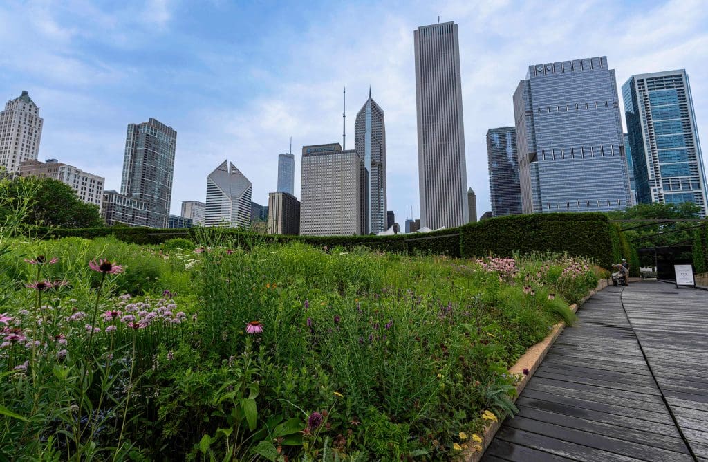 Thick grass and flowers of Millennium Park act as an outdoor oasis inside a sea of Chicago skyscrapers.