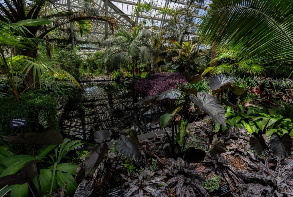 Thousands of exotic plants under a greenhouse surrounding a pond makes for one of the best photo spots in Chicago.