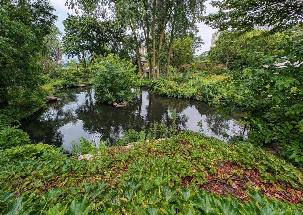 A lush green paradise with a pond and birds all found within the Lincoln Park Zoo, one of the top free things to do in Chicago.