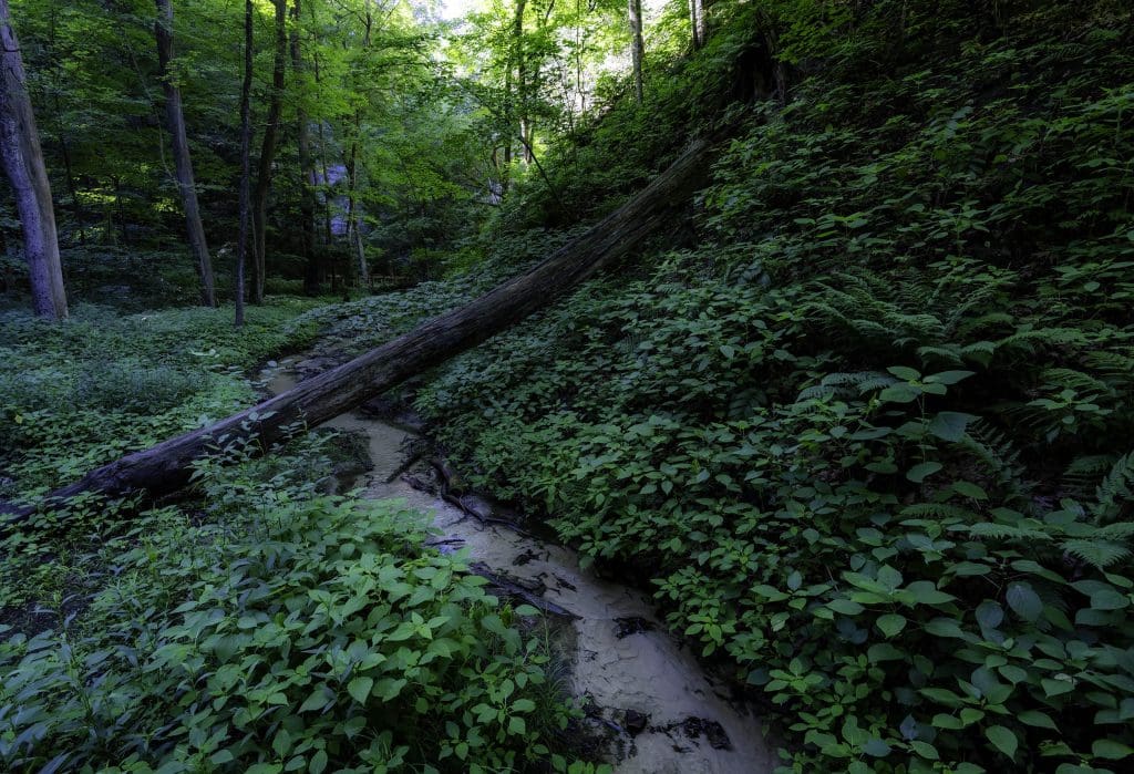 A gentle stream cutting through the thick forests of Starved Rock State Park, one of the best photo spots in Chicago.