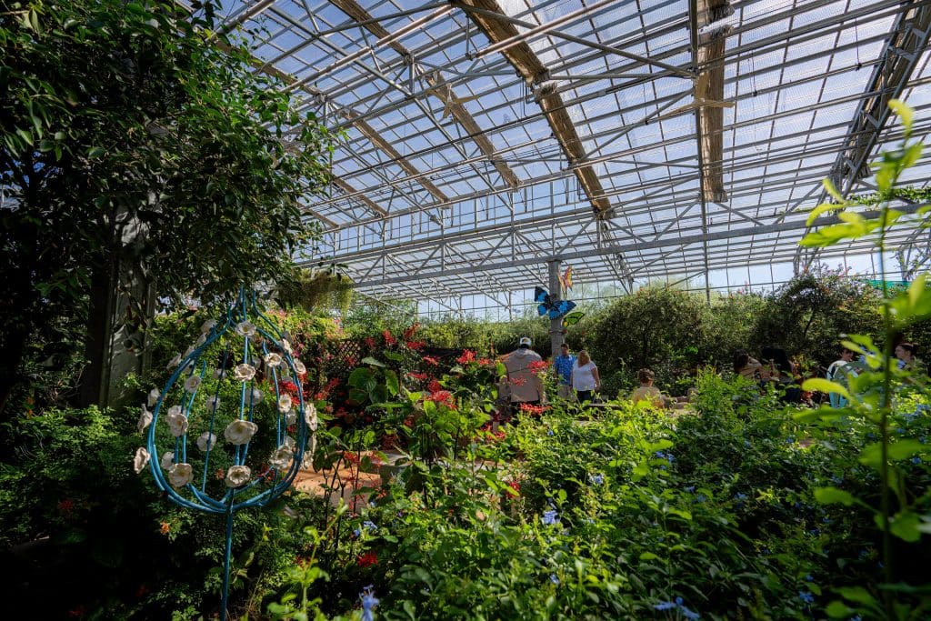 Vibrant flowers and bushy vegetation make for great butterfly homes inside the butterfly wonderland, one of the best things to do in Phoenix.