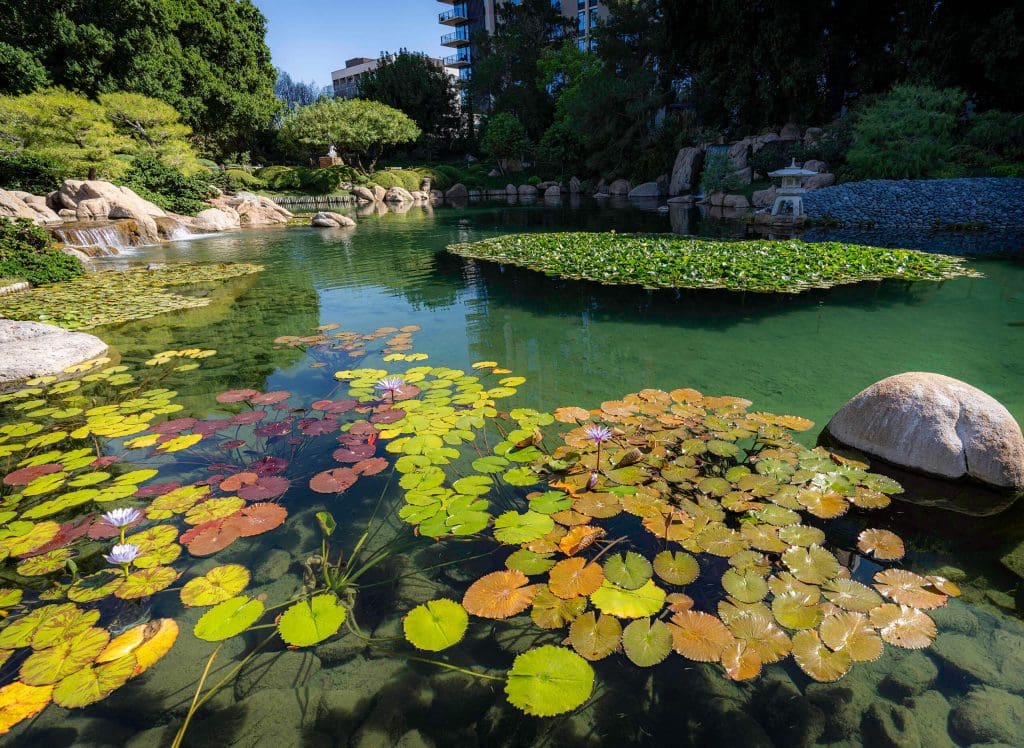 Hundreds of lily pads make for a peaceful watery oasis in the Japanese Friendship Garden, a great spot in Phoenix.