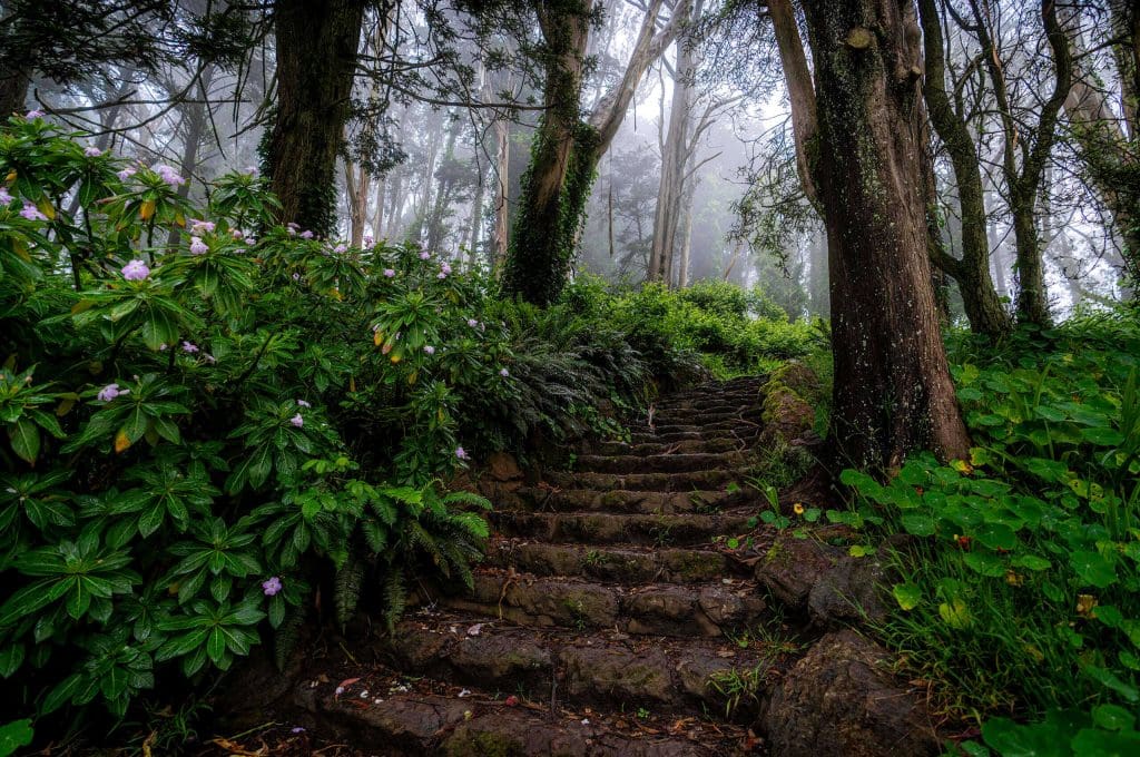 Stairs leading into the vibrant, overgrown, foggy surroundings of Mt Davidson, one of the things to do in San Francisco.