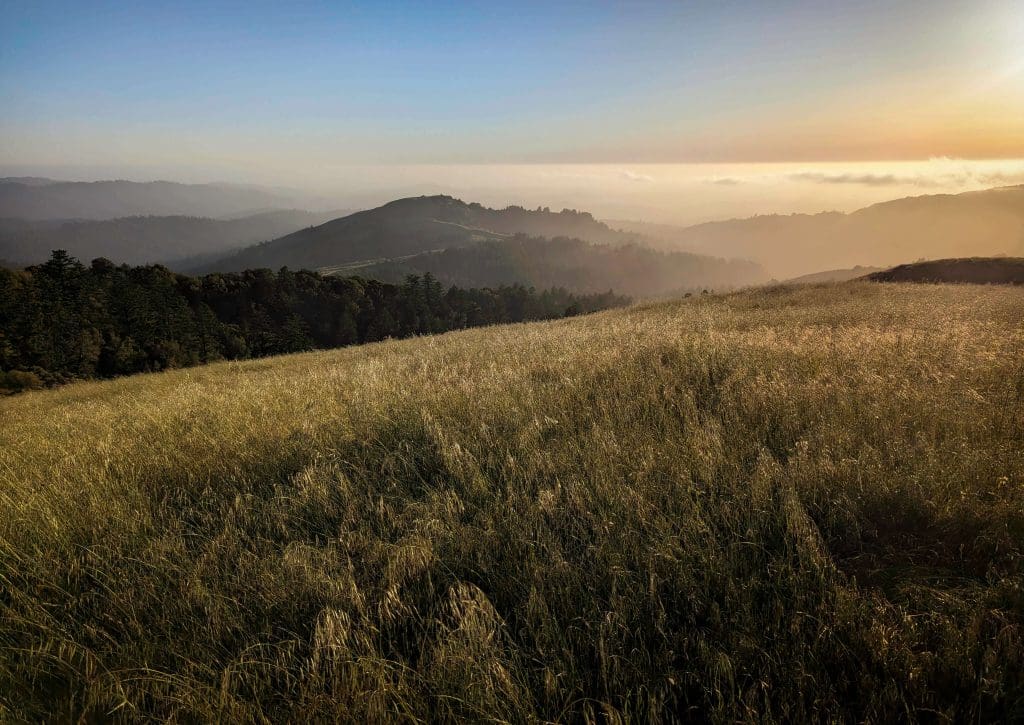 Golden fields of light and wispy grass make up the rolling hills of the Russian Ridge Preserve.