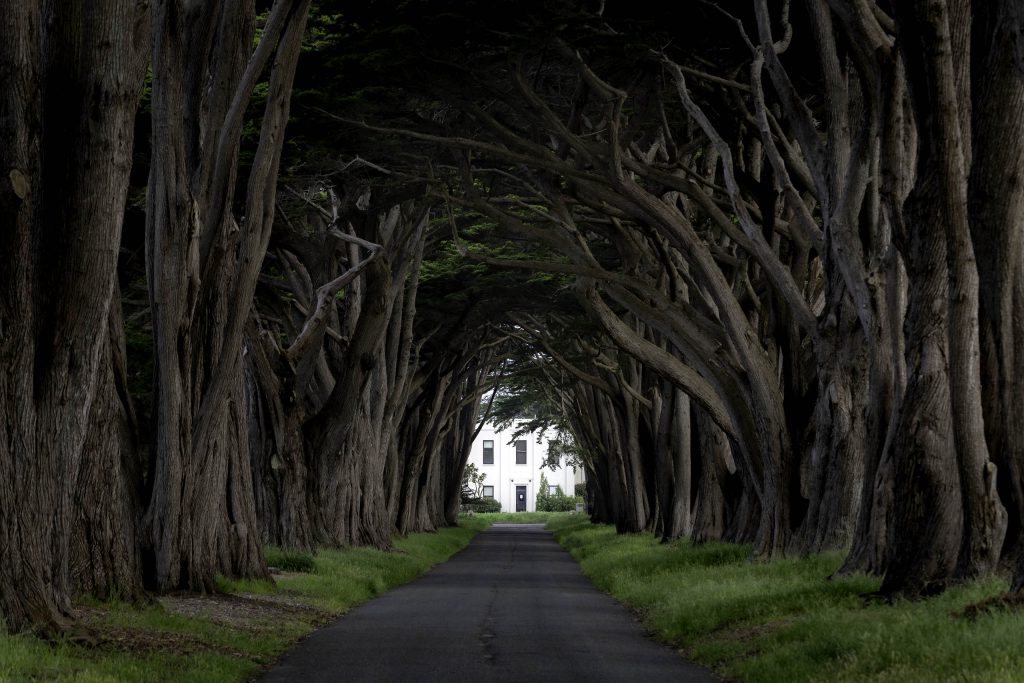 Lines of trees follow a single road creating a tunnel with a lone white house waiting at the end.