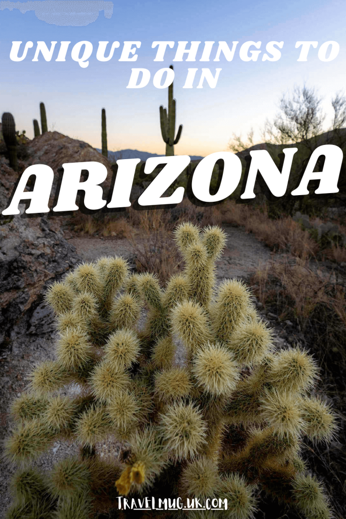 A close up shot of an extremely spiny cactus, with the title of the article "Unique things to do in Arizona".