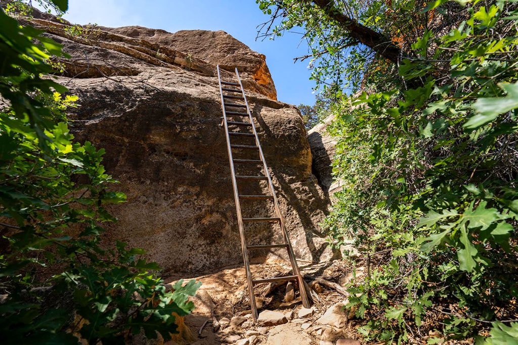 A metal ladder leads up steep rocks as lush trees and bushes sit in the foreground at Cave Spring Trail, a great Canyonlands hike.