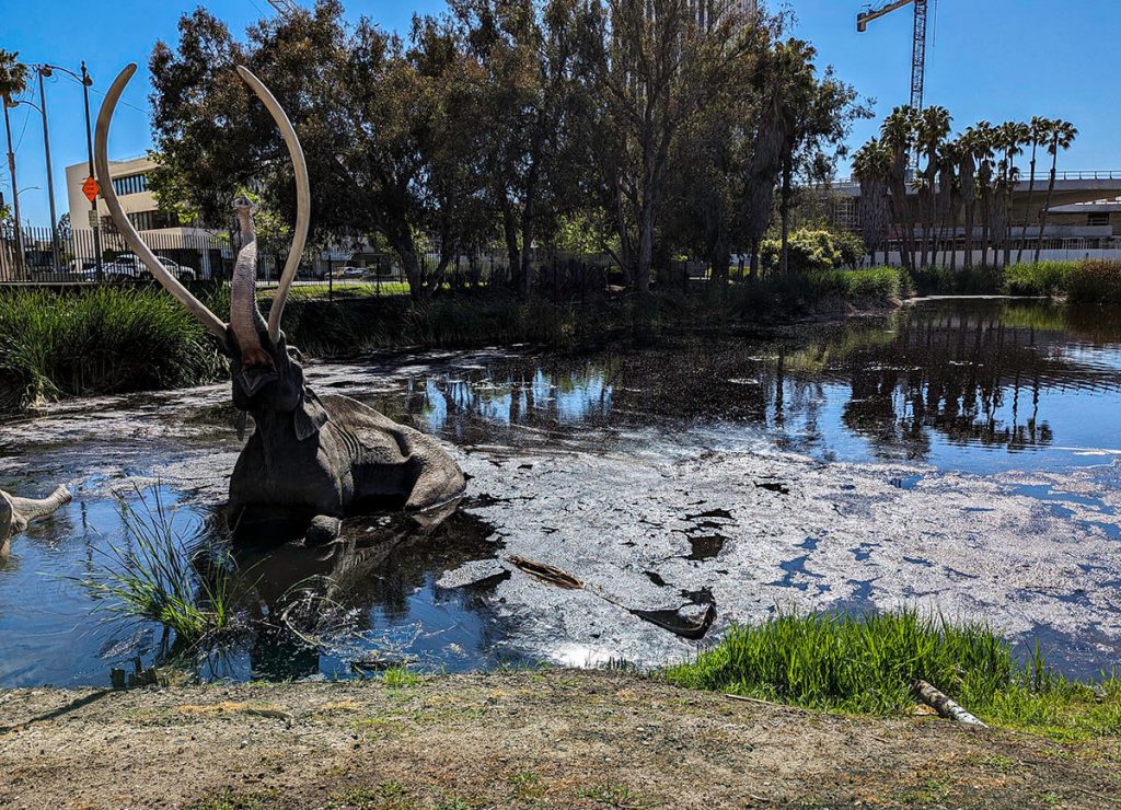 A lake of natural black tar bubbles from the Earth in this once in a lifetime thing to do in Los Angeles.