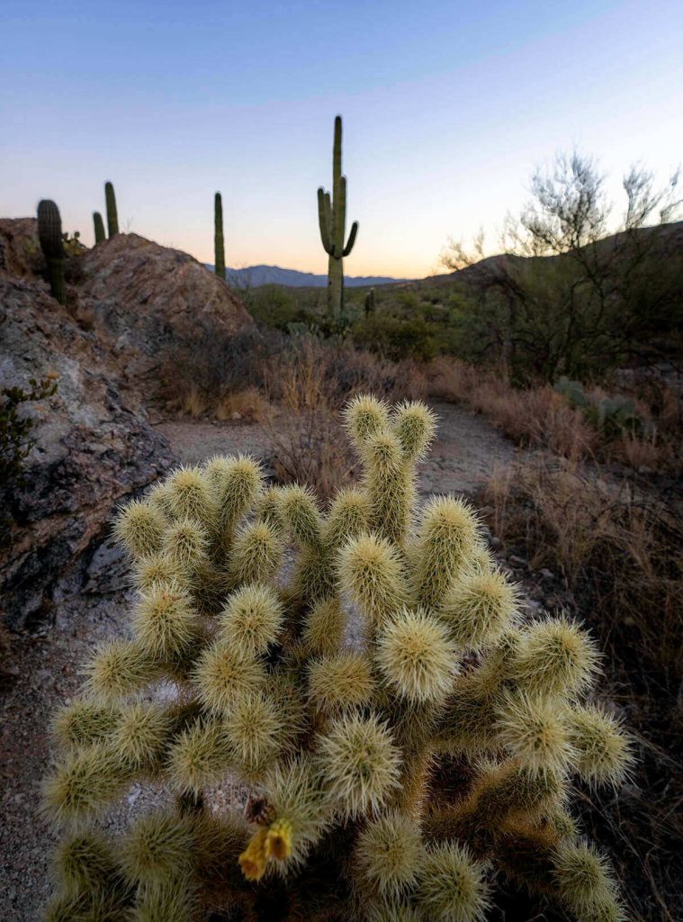 A close-up of one of the many stunning cacti in the Saguaro National Park as the sun rises over distant mountains.