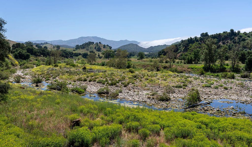 Open wildlife expands into the distance with green plants, a calm river, and clouds rolling over mountains.