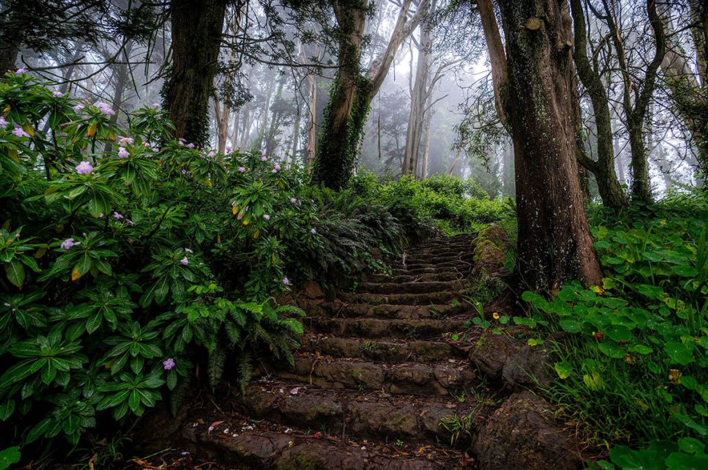 Enchanting fog shrouds the overgrown vegetation of the mystical Mt. Davidson.