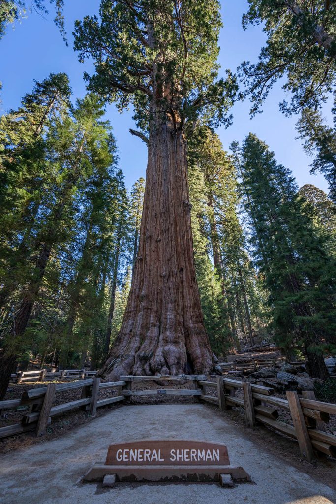 Looking up at the massive General Sherman tree, the largest tree in Sequoia National Park.