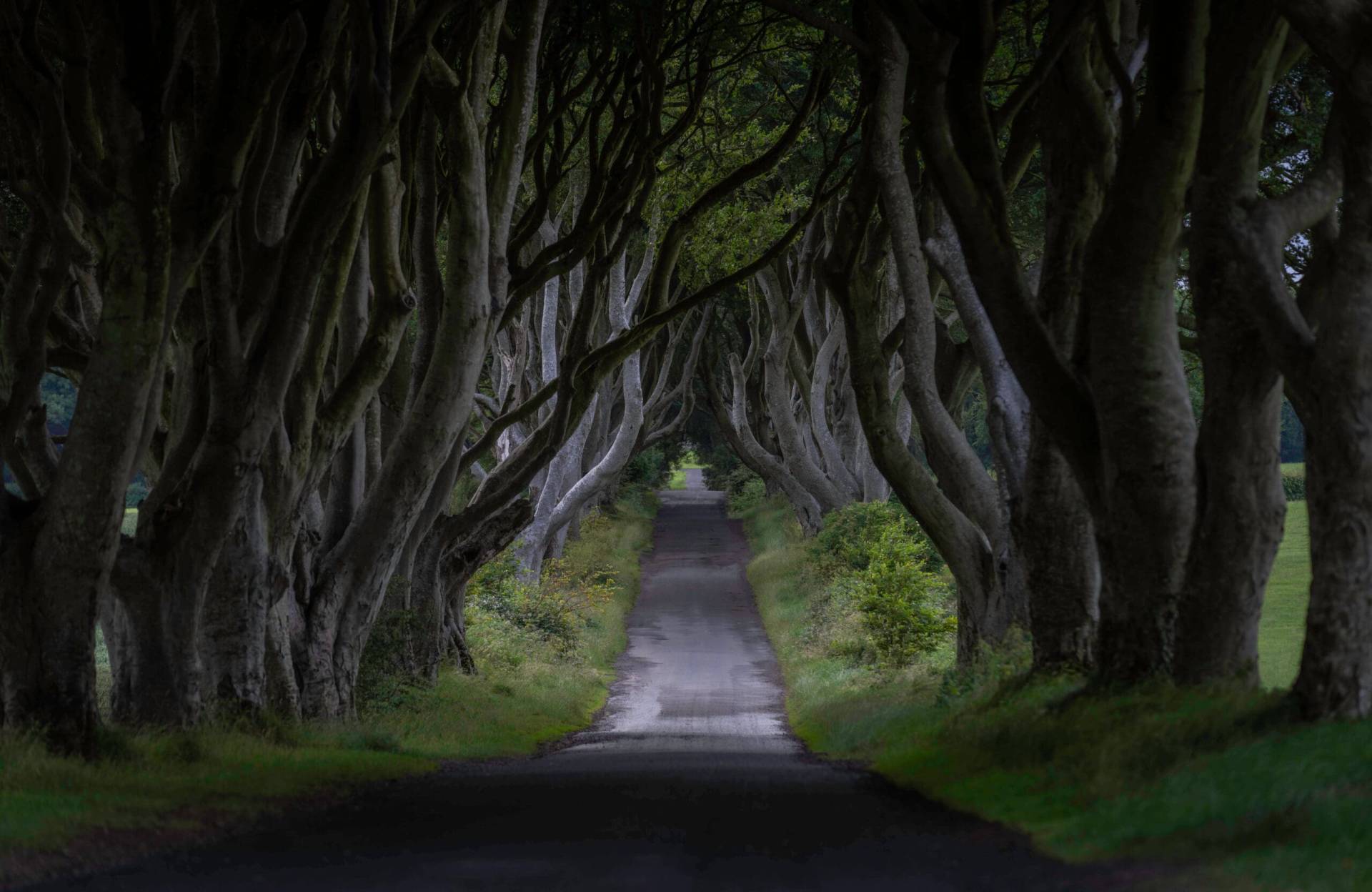 Hundreds of years old dark twisting trees of the Dark Hedges run overtop a thin empty road